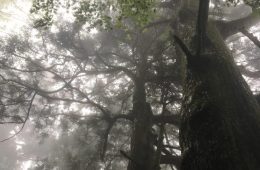 There’s No Running in Forest Bathing