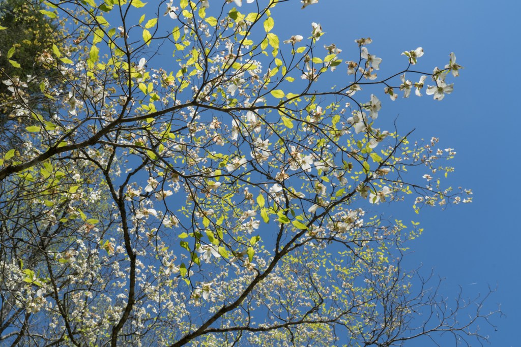 A tree branch