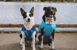 New Ruffwear Jackets Get Two Paws Up