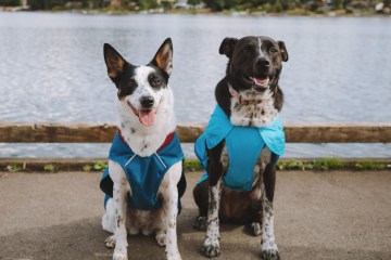 New Ruffwear Jackets Get Two Paws Up
