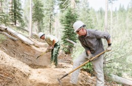 Restoring Our National Forests: How REI Co-op Members Are Giving Back