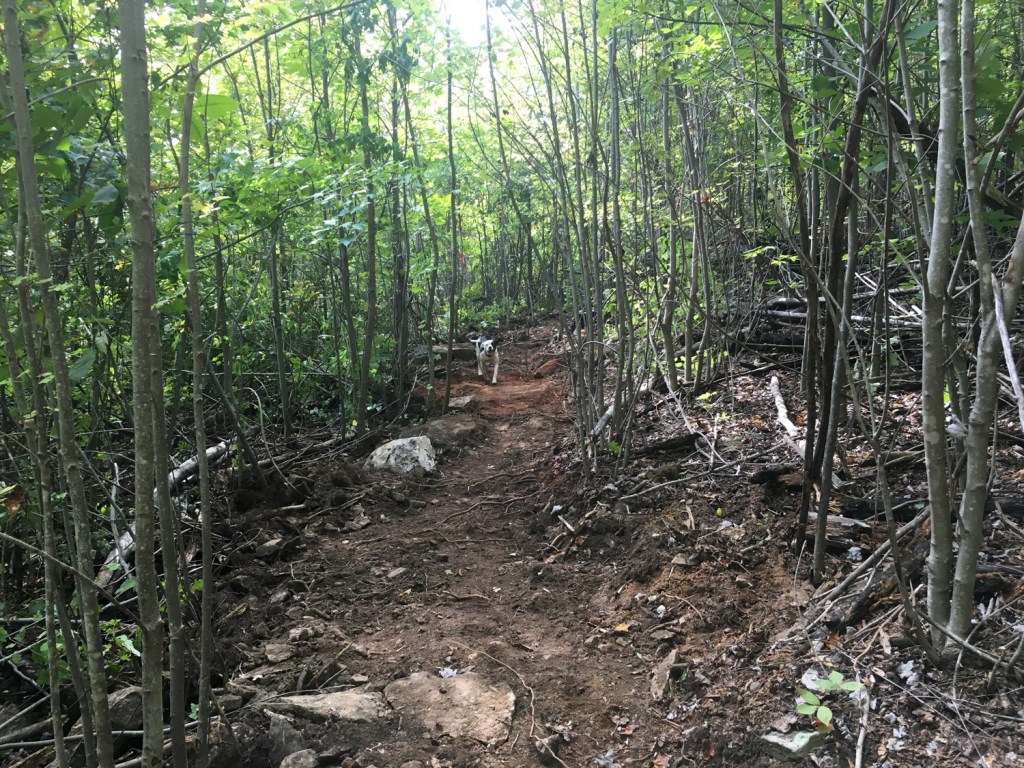 A new access trail was made possible thanks to a partnership between the Carolina Climbers Coalition and REI.