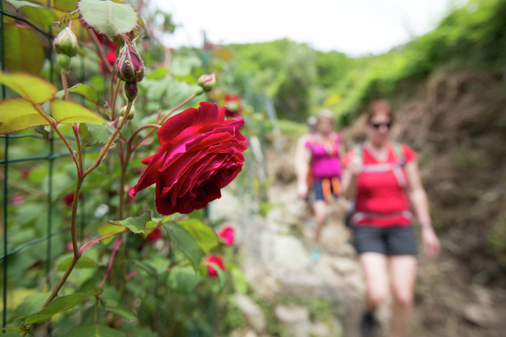 Roses line the Sentiero Azzurro.
