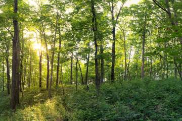 Oak-dominated ecosystems