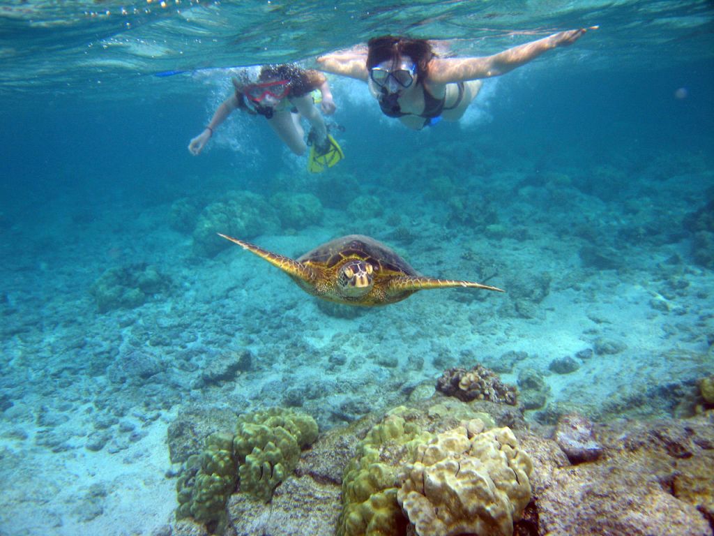Snorkeling with turtles.