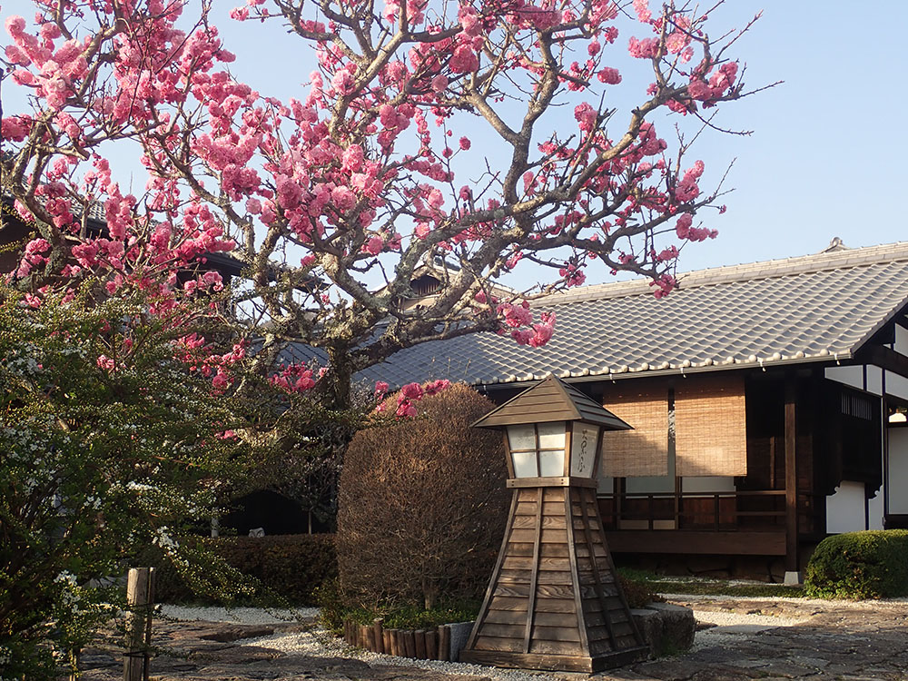 Cherry blossom.