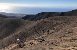 After the Blaze, A Trail’s New Beginnings