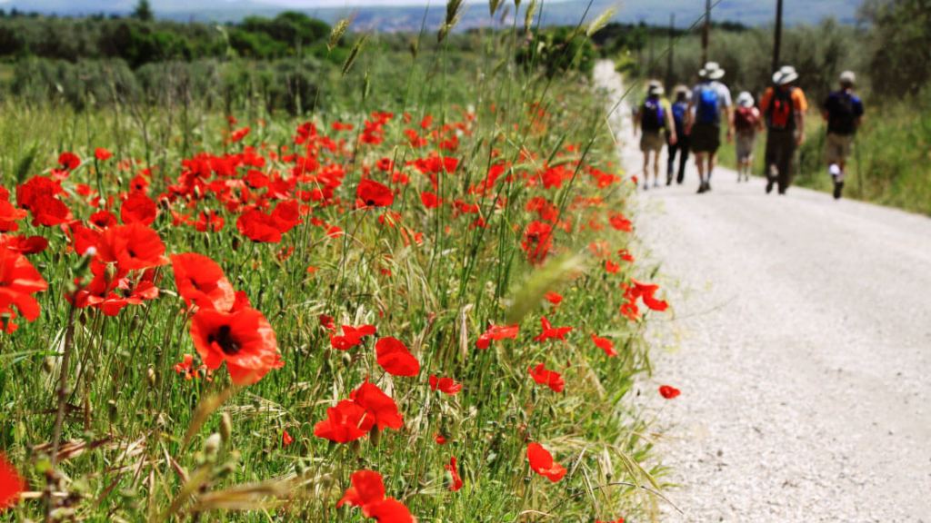 Poppies dot the side of the Via Francigena.