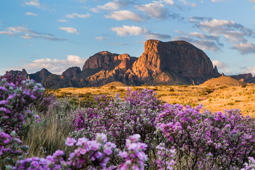 Following rainfall, the desert comes alive with color as sagebrush and ocotillo bloom with the Chisos Mountains in the background.