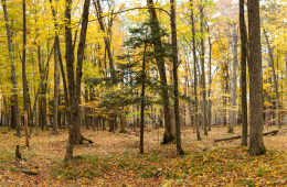 Scenic hiking area in Grand Rapids, Michigan