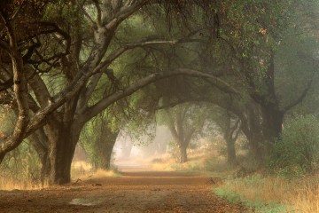 A view of the "High Road" trail in Malibu Creek State Park in the Santa Monica Mountains NRA, CA. National Park Service, NPS. 2000, CA