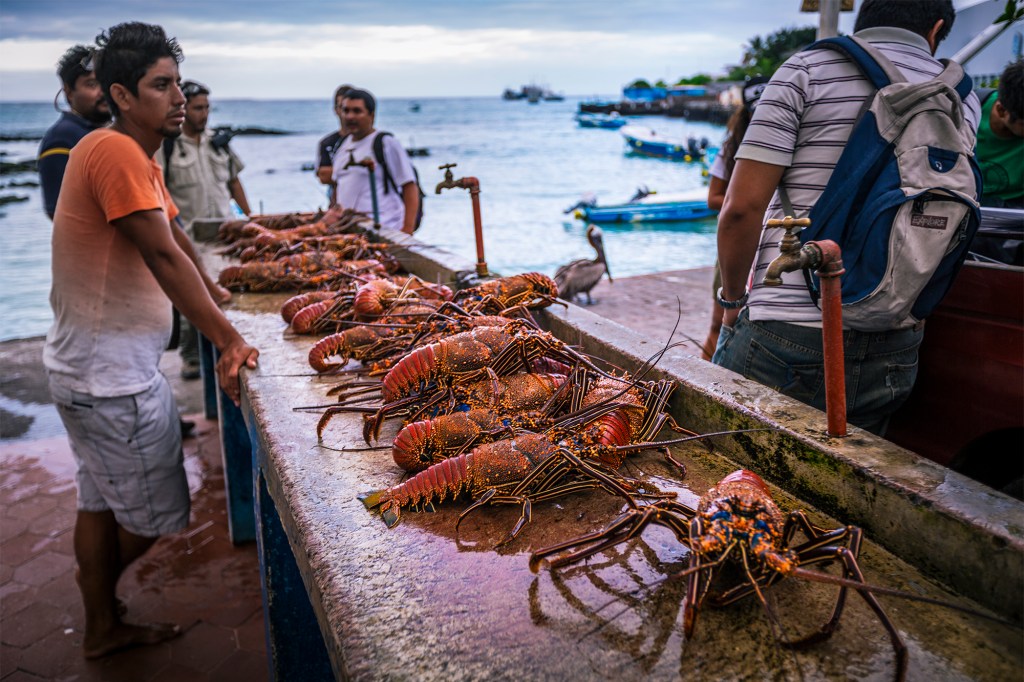 A mound of lobsters wait to be sold.