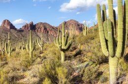 Saguaros in Hewitt Canyon.