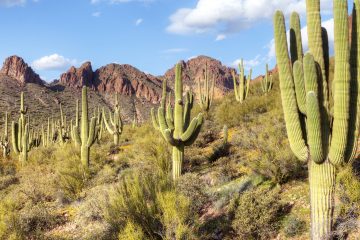 Saguaros in Hewitt Canyon.