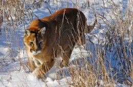 A mountain lion walks through the snow.