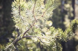 A close-up image of a fir tree