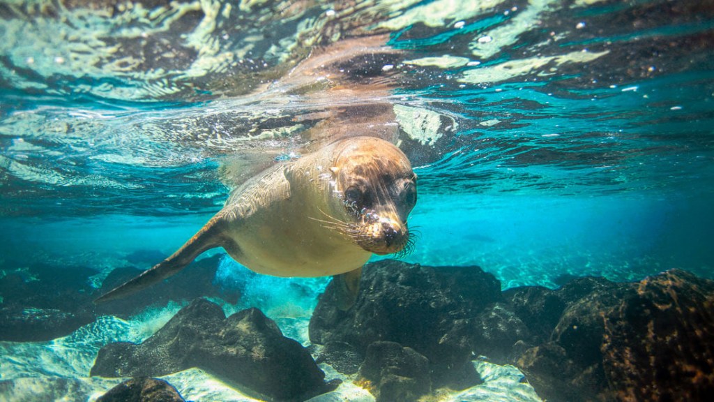 A seal swims through the tropical Galapagos waters.