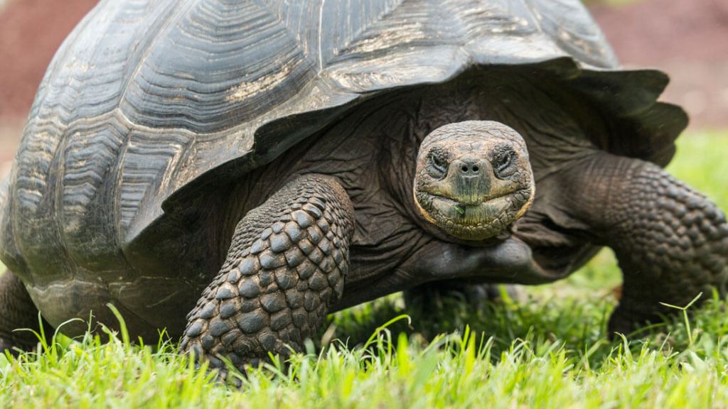 A giant tortoise moves through the grass. 