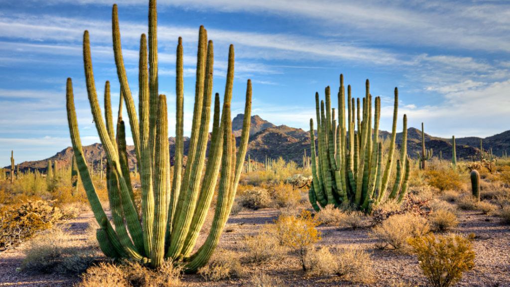Organ Pipe Cactus National Monument.