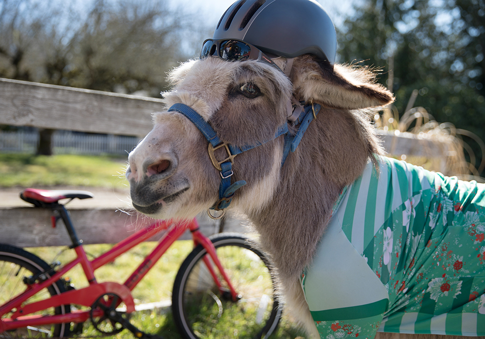 Mini donkey in a helmet and jersey standing in front of a bike.