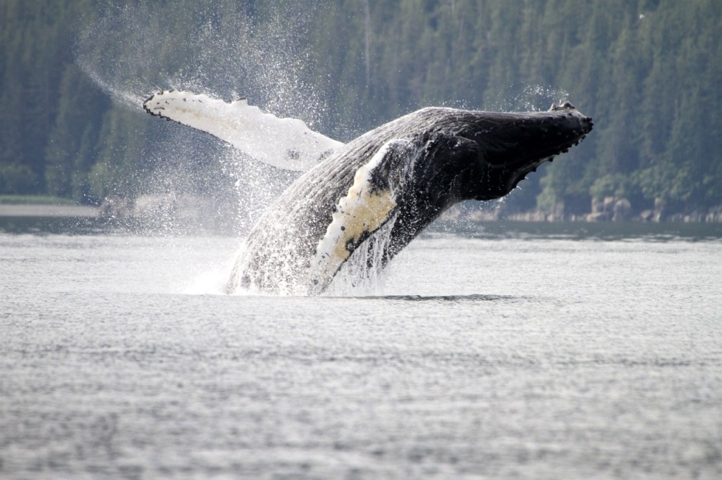 A humpback wale breaches.