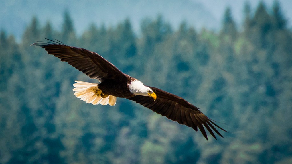 A Bald Eagle soars through the sky.