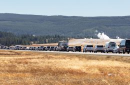 The back of a bison jam at Lower Geyser Basin in Yellowstone National Park.