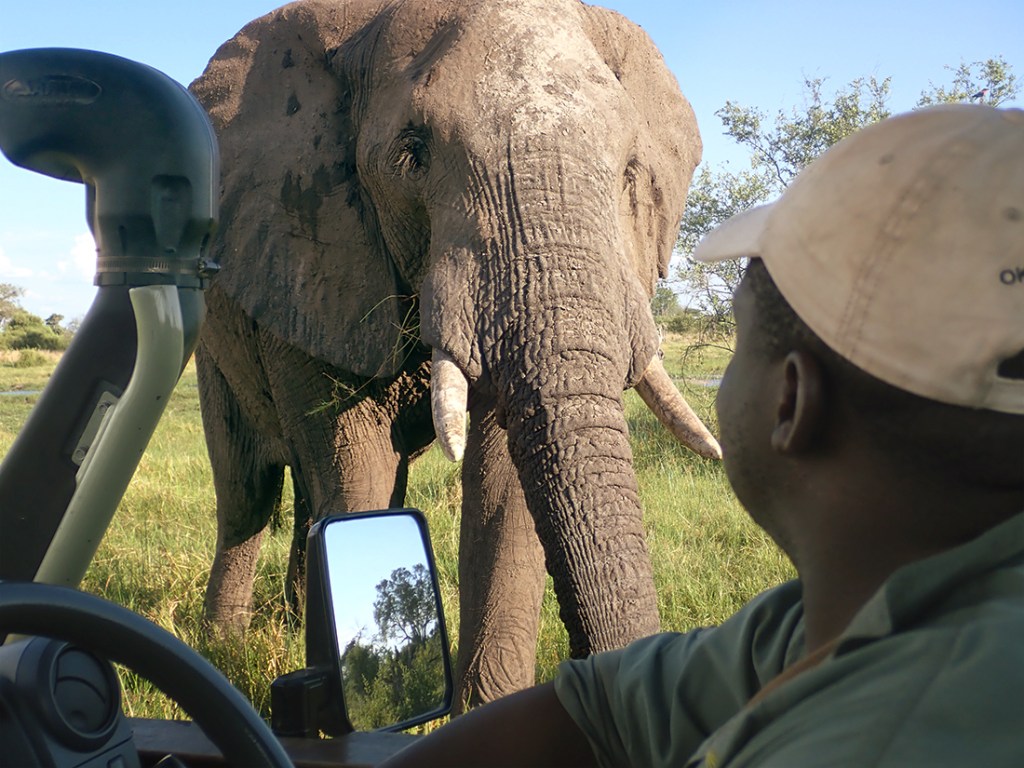 An elephant stares at a safari guide from just feet away.