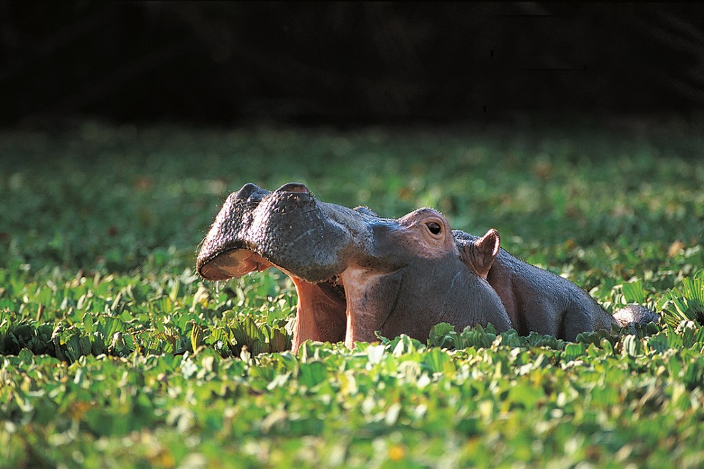 A half-submerged hippopotamus opens its maw wide.