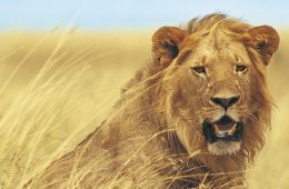 A male lion rests in the grass.
