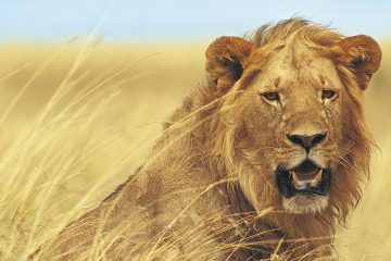 A male lion rests in the grass.