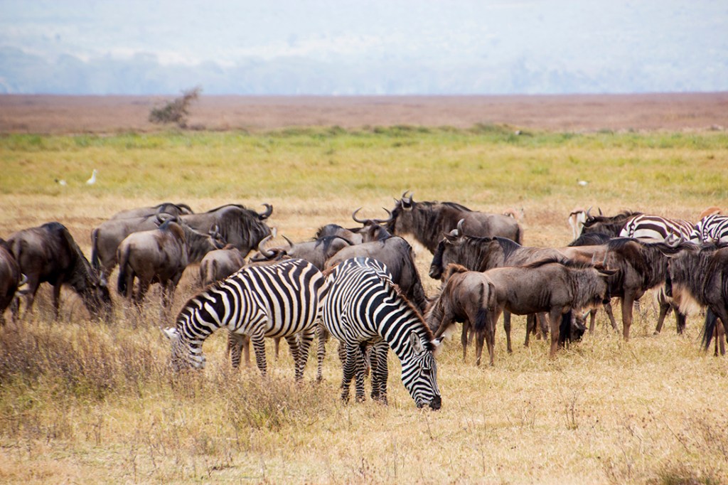 Migrating zebras and wildebeest graze for sustenance.