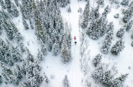 Racers make their way through a snowy forest in the Montane Yukon Ultra