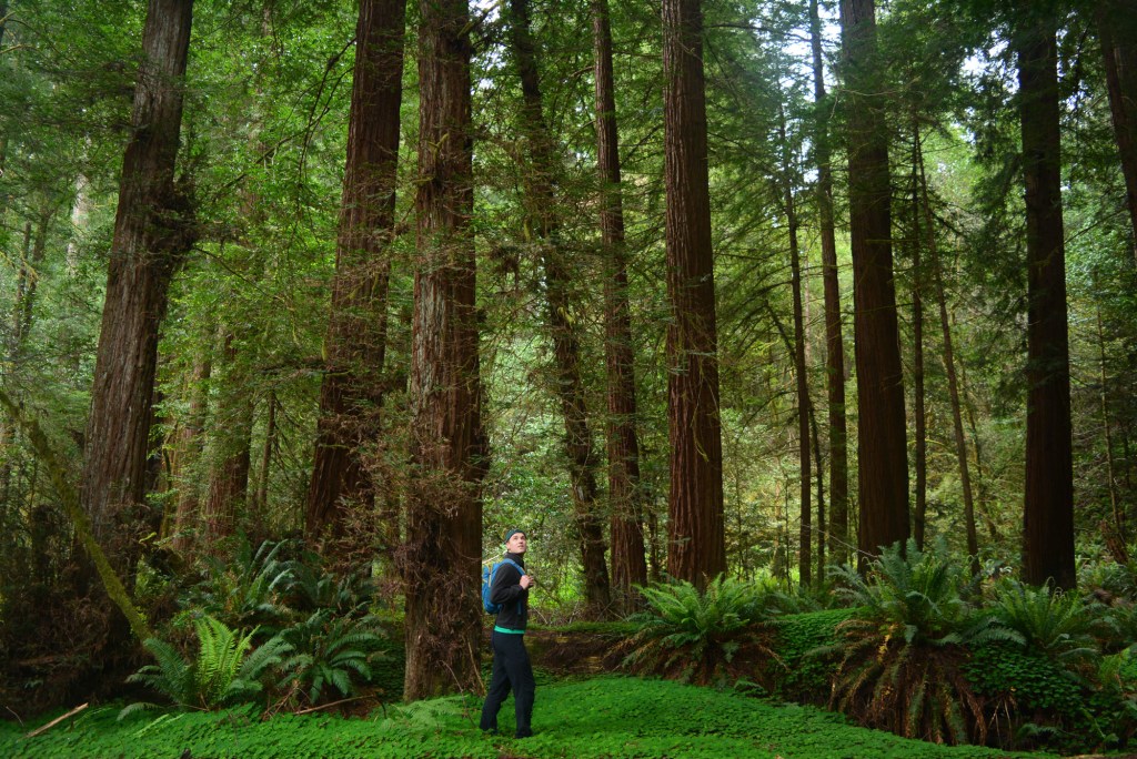 Tall Trees Grove of Redwood National Park