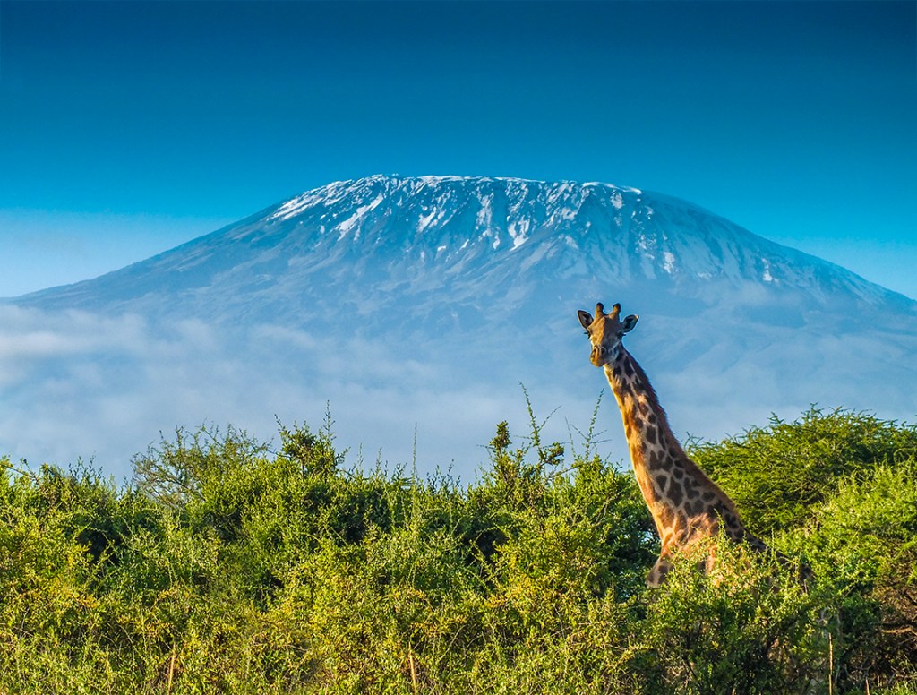 A giraffe smiles at the camera with an imposing Kilimanjaro rearing in the distance.