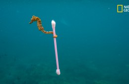 A small estuary seahorse, Hippocampus kuda, drifts in the polluted waters near Sumbawa Besar, Sumbara Island, Indonesia.