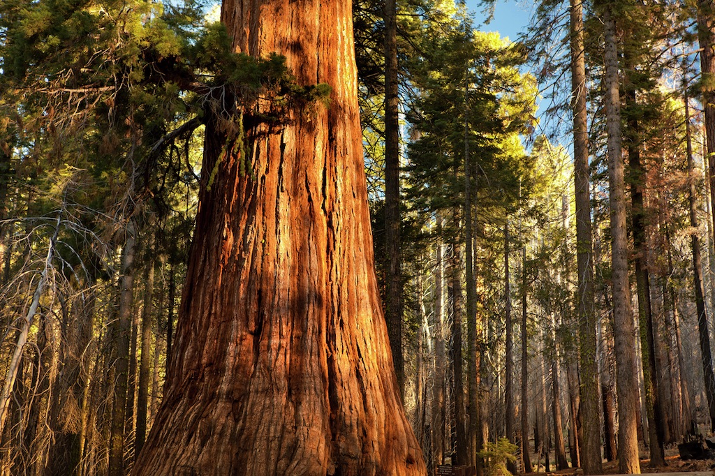 A giant sequoia tree is dabbled with sunlight in a forest of pine.