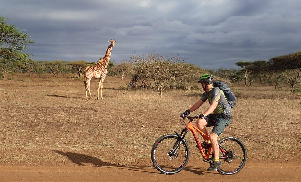 A cyclist passes by a giraffe in the African savanna.