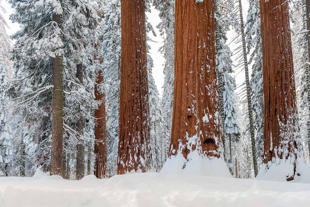 Giant Sequoia trees covered in snow in Sequoia National Park.