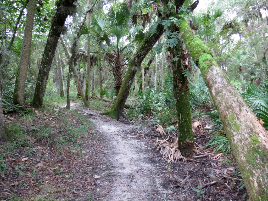A trail winds through green, mossy trees.