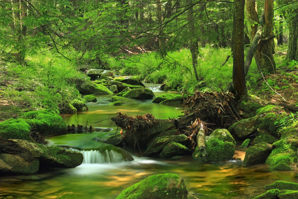 A quiet creek winds through a vibrant green forest.