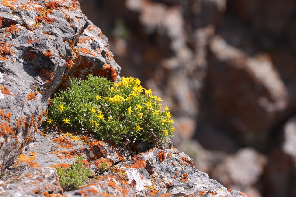 Pretty yellow flowers grow out of a rock.