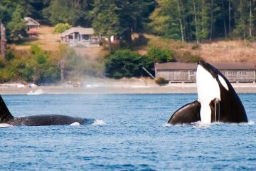 Orca whales spouting