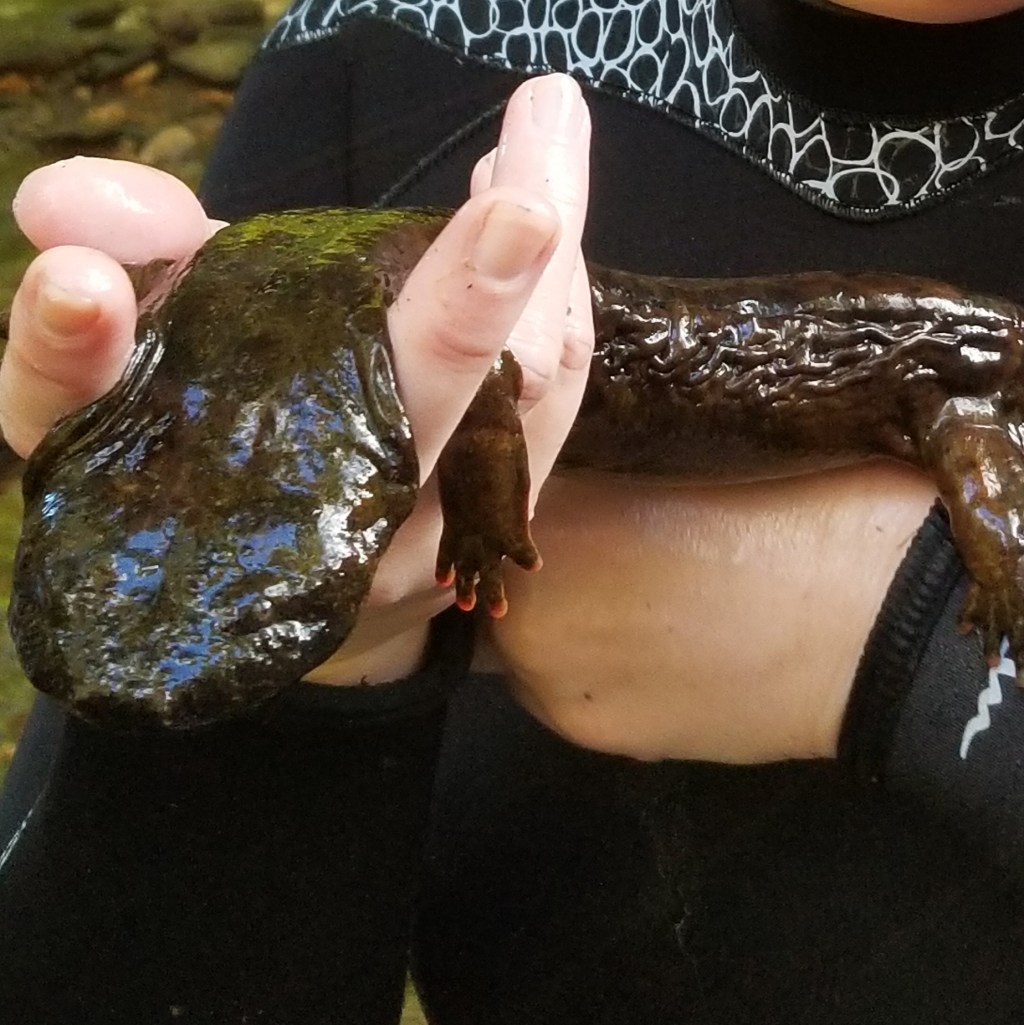 Eastern hellbender salamander