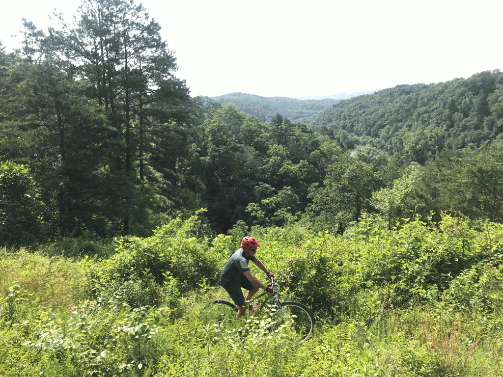 A mountain biker pedals through greenery with tall trees and mountains in the distance