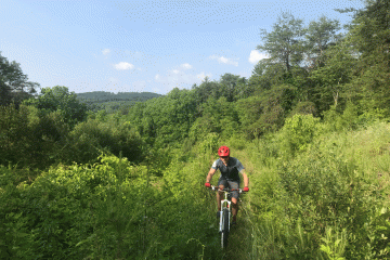 A cyclist makes their way through thick, green brush on a mountain bike with a blue sky in the background