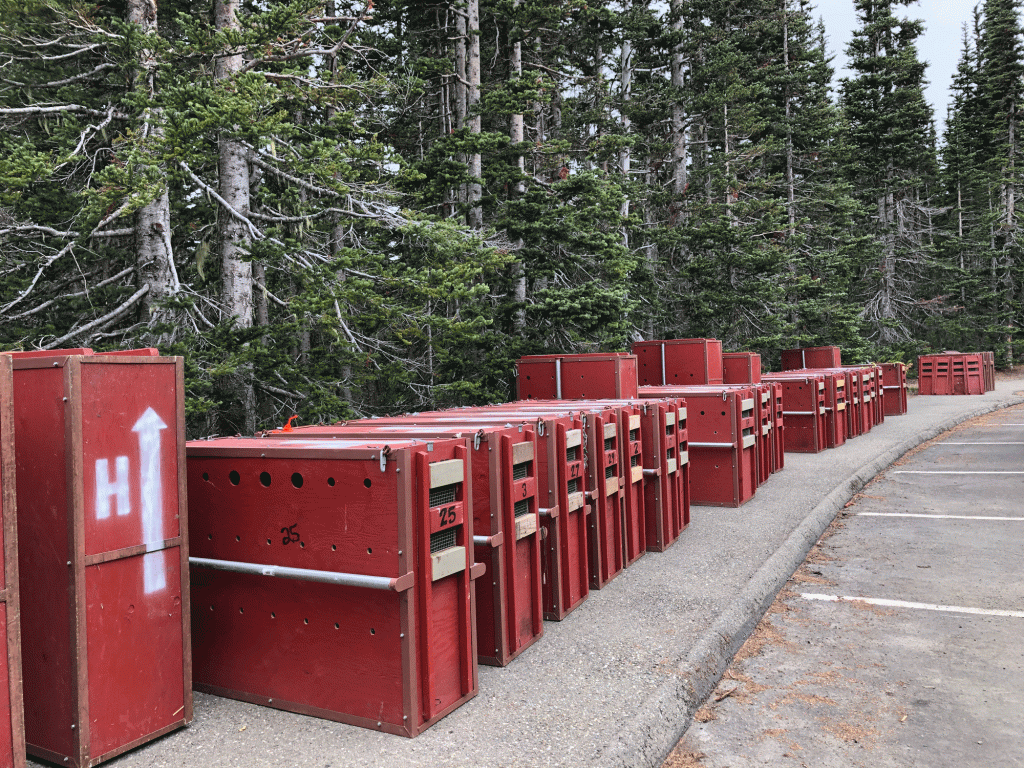 A row of bright-red animal crates near a parking lot