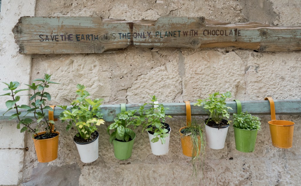 Herbs in pots