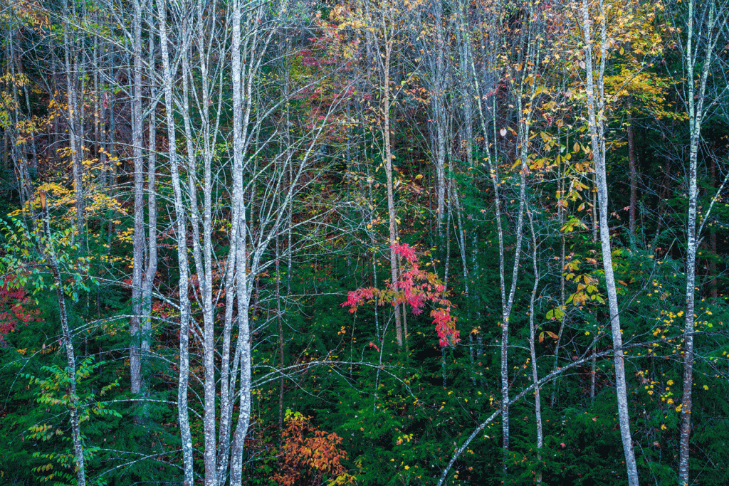 Birch trees flanked by trees changing color in the fall
