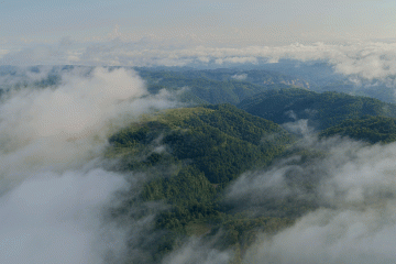 A green forest canopy enshrouded by fog